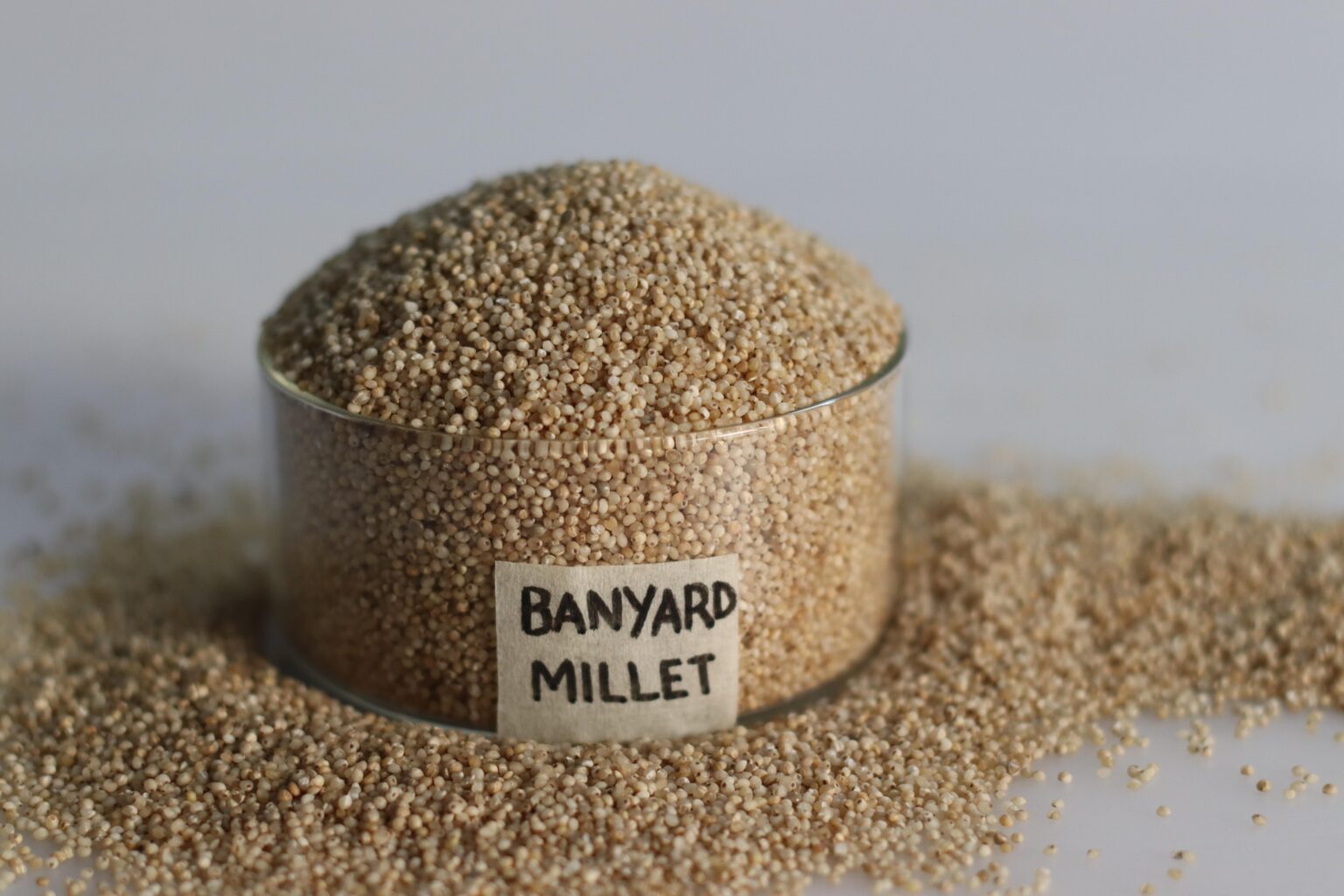 Barnyard Millet